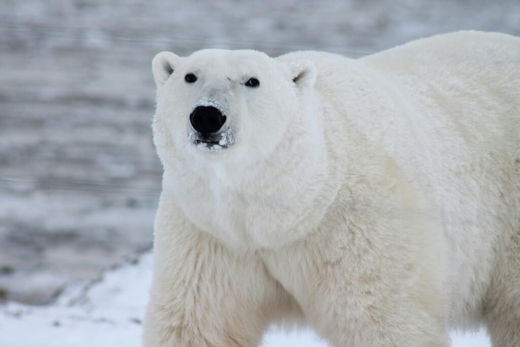 polar-bear-arctic-wildlife-snow-53425-53425.jpg